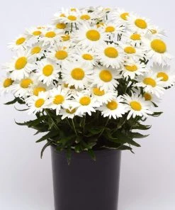 Roots Plants Leucanthemum 'Madonna' | Shasta Daisy 7 Roots Plants Leucanthemum 'Madonna' | Shasta Daisy