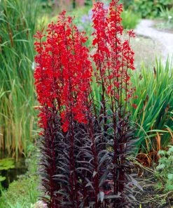 Roots Plants Lobelia 'Queen Victoria' Perennials