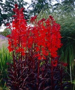Roots Plants Lobelia 'Queen Victoria' Perennials