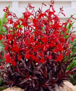 Roots Plants Lobelia 'Queen Victoria' Perennials