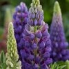 Roots Plants Lupin Legendary 'Shades Of Blue' Perennials