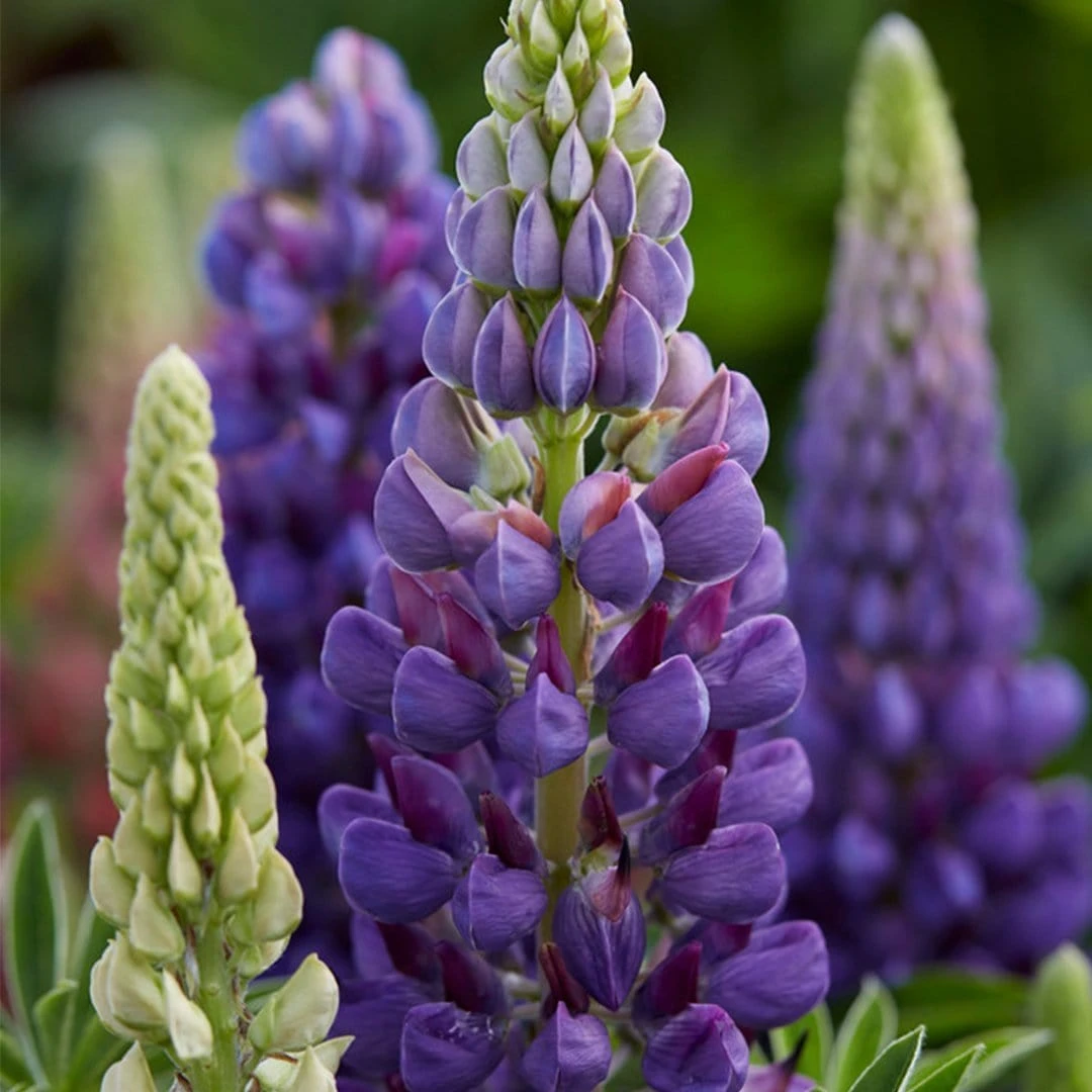Roots Plants Lupin Legendary 'Shades Of Blue' Perennials 3 Roots Plants Lupin Legendary 'Shades Of Blue' Perennials