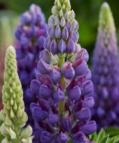 Roots Plants Lupin Legendary Shades Collection | 6 X 1L Pots