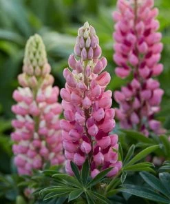 Roots Plants Lupin Legendary Shades Collection | 6 X 1L Pots