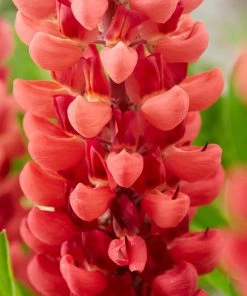 Roots Plants Lupin Legendary Shades Collection | 6 X 1L Pots