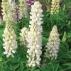 Roots Plants Lupin Legendary 'Shades Of White' Perennials