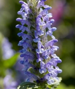 Roots Plants Perennials Catmint 'Blue Moon' | Nepeta | 10.5cm Pot