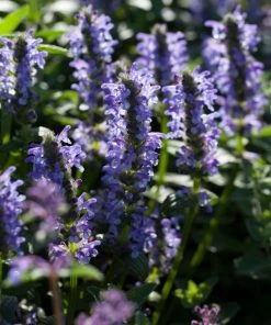 Roots Plants Perennials Catmint 'Blue Moon' | Nepeta | 10.5cm Pot