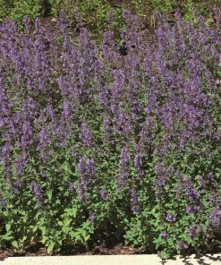 Roots Plants Catmint 'Faassenii' | Nepeta | 10.5cm Pot