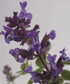 Roots Plants Catmint 'Faassenii' | Nepeta | 10.5cm Pot