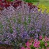 Roots Plants Perennials Catmint 'Purrsian Blue' | Nepeta 1 Roots Plants Perennials Catmint 'Purrsian Blue' | Nepeta
