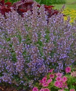 Roots Plants Perennials Catmint 'Purrsian Blue' | Nepeta