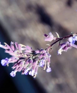 Roots Plants Perennials Catmint 'Purrsian Blue' | Nepeta