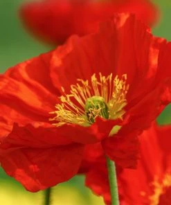 Roots Plants Perennials Red Yellow & Orange Perennial Plants Collection | Summer Flame Collection