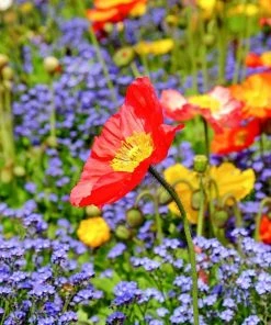 Roots Plants Papaver 'Champagne Bubbles Scarlet' | 10.5cm Pot