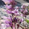 Roots Plants Perennials Penstemon 'Dark Towers' | 1L Pot