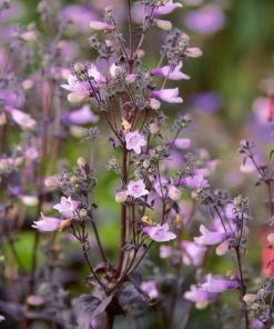 Roots Plants Pink & Purple Perennial Plants Collection | Flower, Foliage And Height