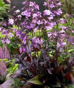 Roots Plants Perennials Penstemon 'Pristine Lilac Purple' | 10.5cm Pot