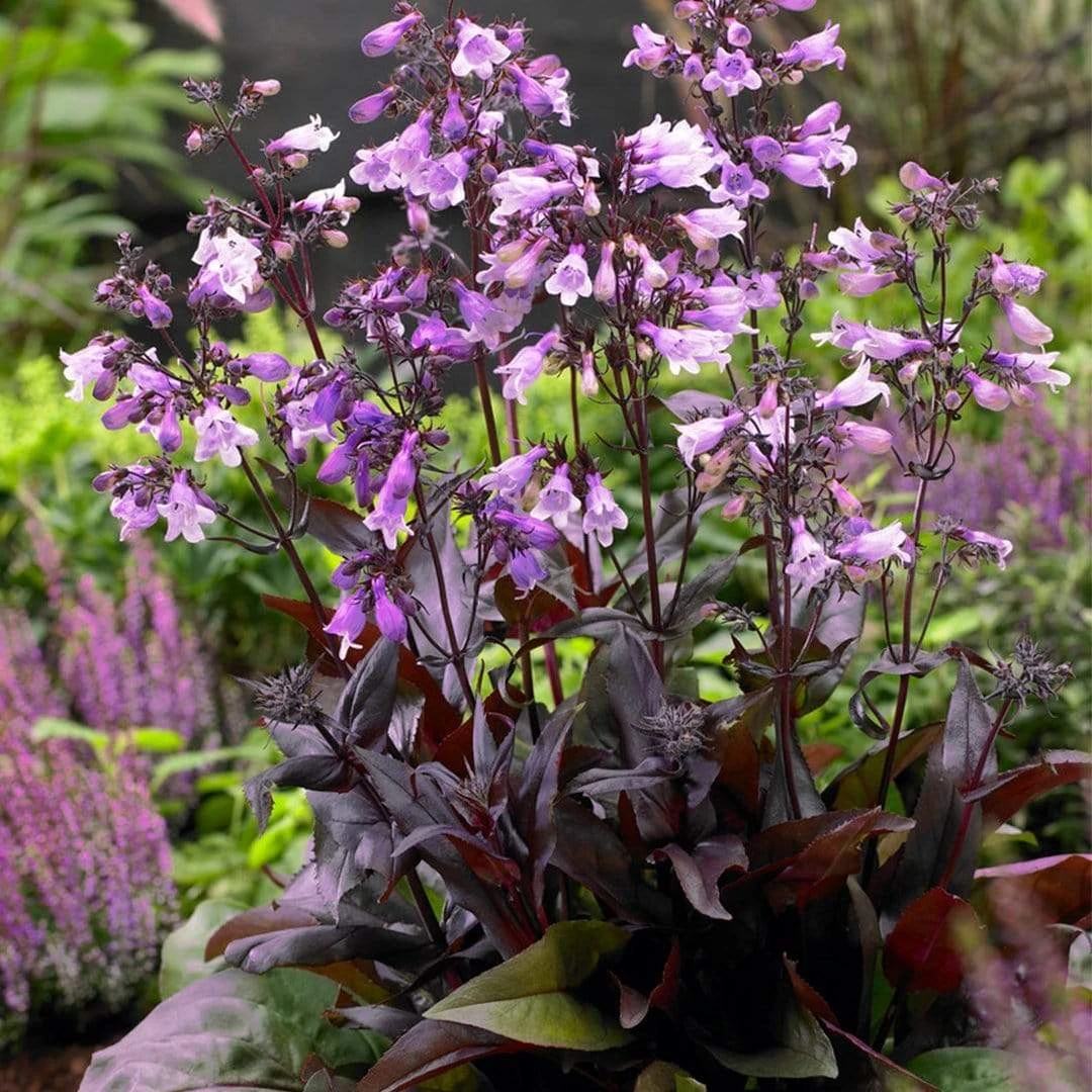 Roots Plants Perennials Penstemon 'Pristine Lilac Purple' | 10.5cm Pot 4 Roots Plants Perennials Penstemon 'Pristine Lilac Purple' | 10.5cm Pot