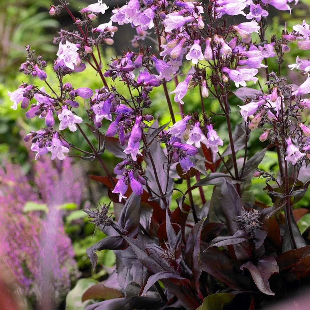 Roots Plants Perennials Penstemon 'Pristine Lilac Purple' | 10.5cm Pot 5 Roots Plants Perennials Penstemon 'Pristine Lilac Purple' | 10.5cm Pot