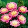 Roots Plants Peony 'Bowl Of Beauty' | 3L Pot Perennials