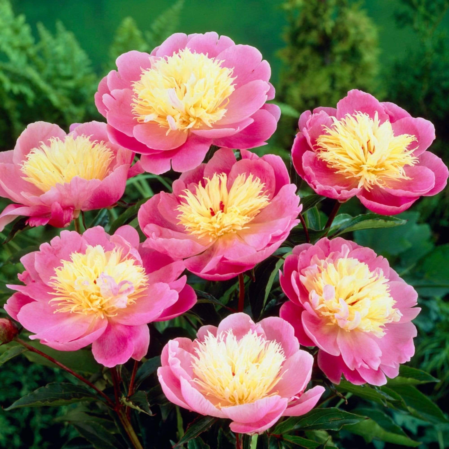 Roots Plants Peony 'Bowl Of Beauty' | 3L Pot Perennials 3 Roots Plants Peony 'Bowl Of Beauty' | 3L Pot Perennials