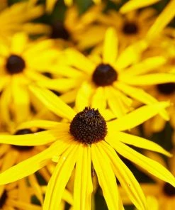 Roots Plants Rudbeckia 'Goldsturm' Perennials