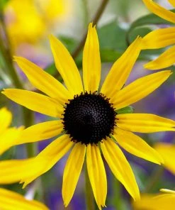 Roots Plants Rudbeckia 'Goldsturm' Perennials