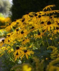 Roots Plants Rudbeckia 'Goldsturm' Perennials