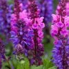 Roots Plants Perennials Salvia 'Blue Marvel'