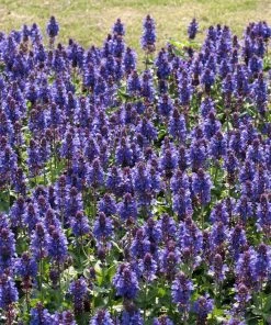 Roots Plants Perennials Salvia 'Fashionista Midnight Model' | 10.5cm Pot