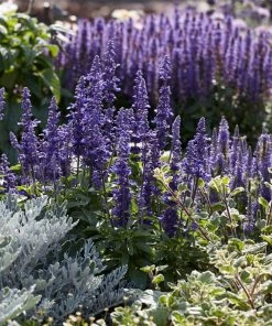 Roots Plants Perennials Salvia 'Fashionista Midnight Model' | 10.5cm Pot 7 Roots Plants Perennials Salvia 'Fashionista Midnight Model' | 10.5cm Pot