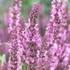 Roots Plants Perennials Salvia 'Fashionista Pretty In Pink' | 10.5cm Pot 1 Roots Plants Perennials Salvia 'Fashionista Pretty In Pink' | 10.5cm Pot