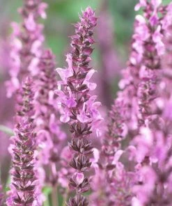 Roots Plants Perennials Salvia 'Fashionista Pretty In Pink' | 10.5cm Pot
