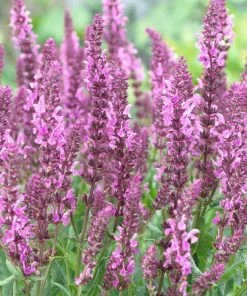Roots Plants Perennials Salvia 'Fashionista Pretty In Pink' | 10.5cm Pot