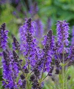 Roots Plants Salvia 'Salvatore Blue' | 10.5cm Pot Perennials