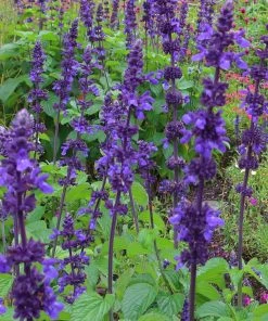 Roots Plants Salvia 'Salvatore Blue' | 10.5cm Pot Perennials 7 Roots Plants Salvia 'Salvatore Blue' | 10.5cm Pot Perennials
