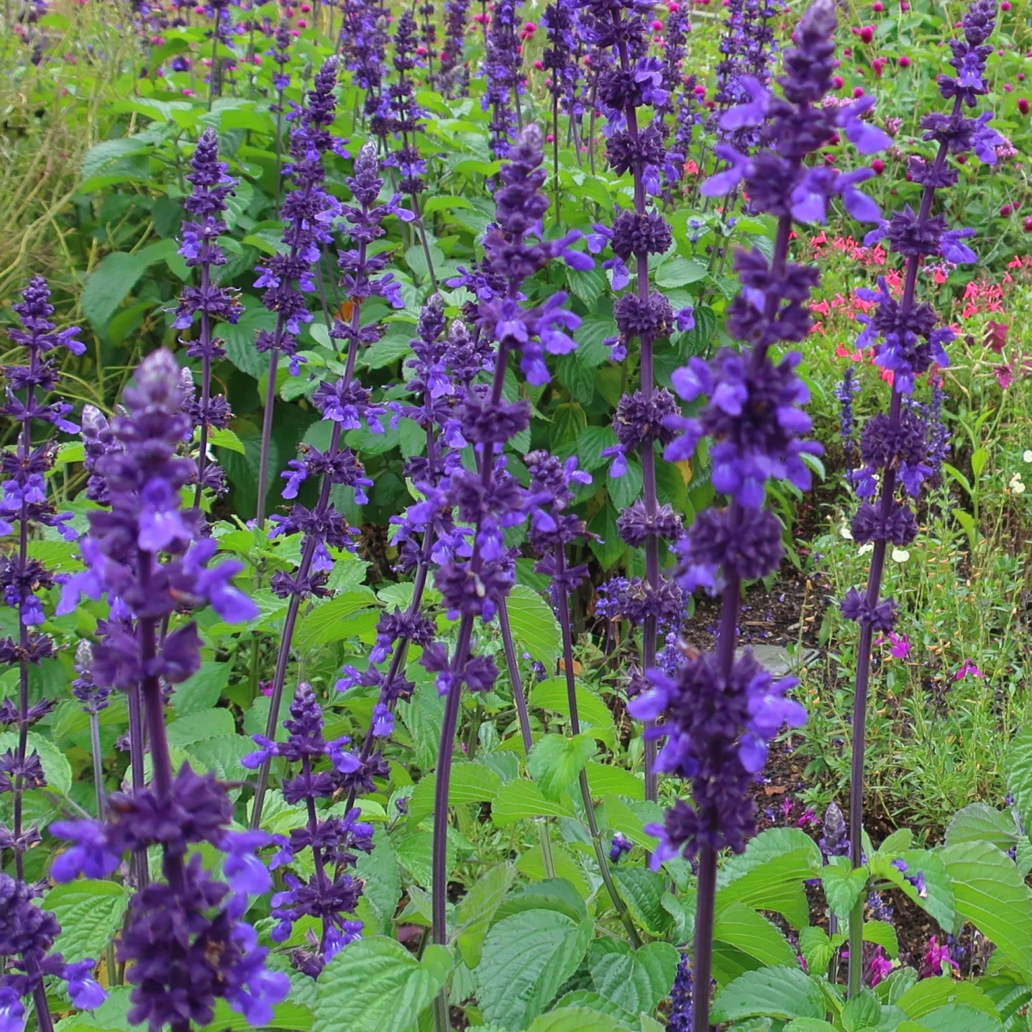 Roots Plants Salvia 'Salvatore Blue' | 10.5cm Pot Perennials 5 Roots Plants Salvia 'Salvatore Blue' | 10.5cm Pot Perennials