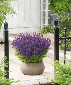 Roots Plants Perennials Salvia 'Synchro Blue' | 10.5cm Pot