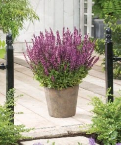 Roots Plants Salvia 'Synchro Pink' | 10.5cm Pot Perennials