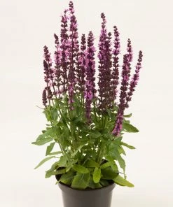 Roots Plants Salvia 'Synchro Pink' | 10.5cm Pot Perennials