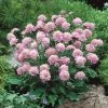Roots Plants Scabiosa 'Pink Diamonds' | 10.5cm Pot Perennials