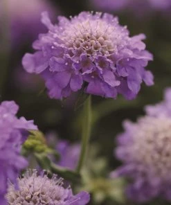 Roots Plants Scabious 'Blue Note' | 10.5cm Pot
