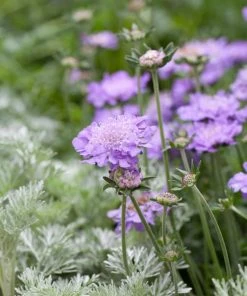 Roots Plants Scabious 'Blue Note' | 10.5cm Pot
