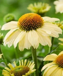 Roots Plants Echinacea 'Sombrero Lemon Yellow' Perennials