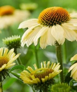 Roots Plants Echinacea 'Sombrero Lemon Yellow' Perennials