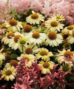 Roots Plants Echinacea 'Sombrero Lemon Yellow' Perennials