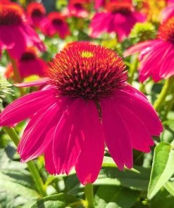 Roots Plants Echinacea 'Sombrero Rose' Perennials