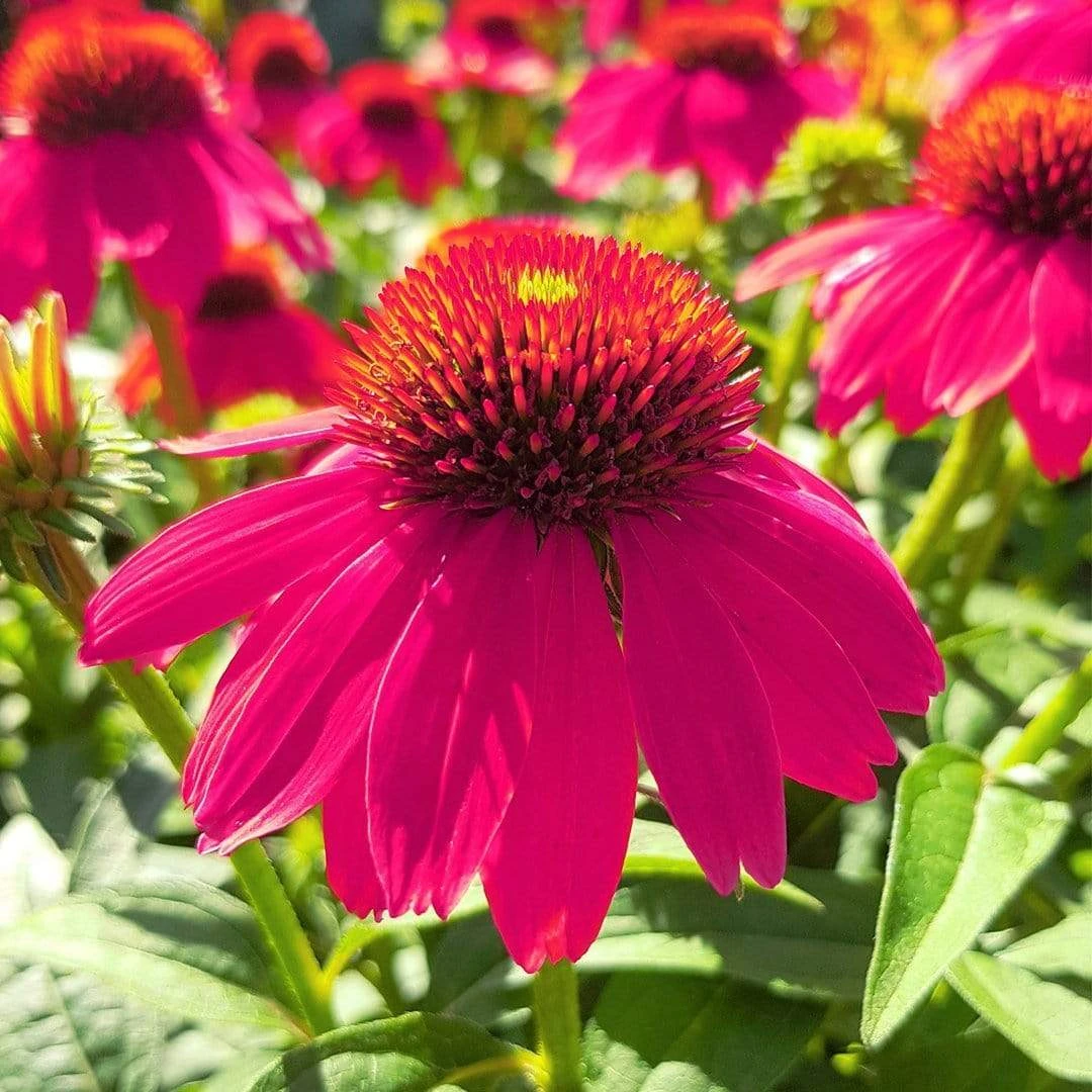 Roots Plants Echinacea 'Sombrero Rose' Perennials 3 Roots Plants Echinacea 'Sombrero Rose' Perennials