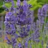 Roots Plants Lavender 'Folgate' | 2L Pot Perennials